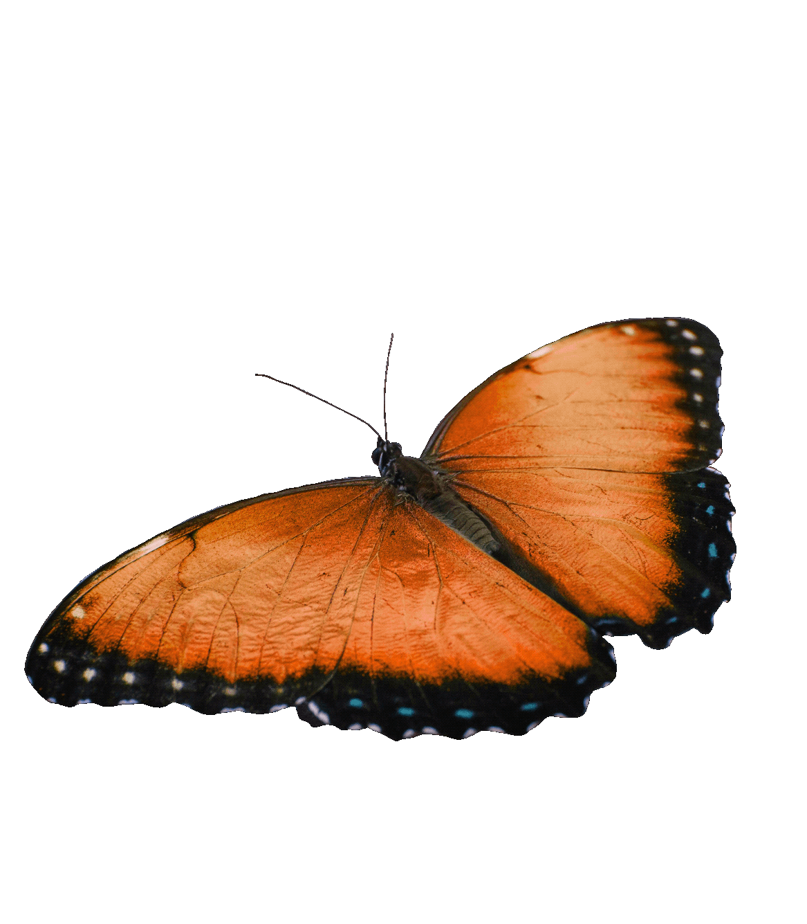 Orange_butterfly.gif
