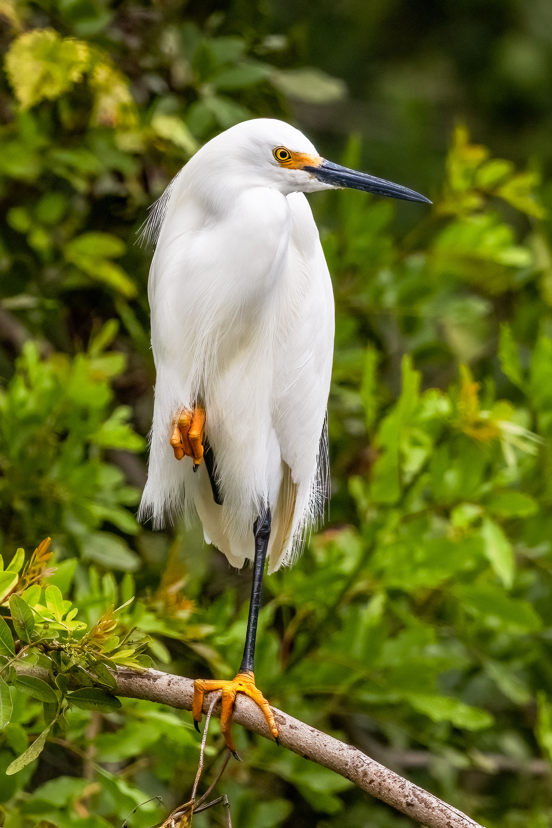 Balanced Snowy Egret