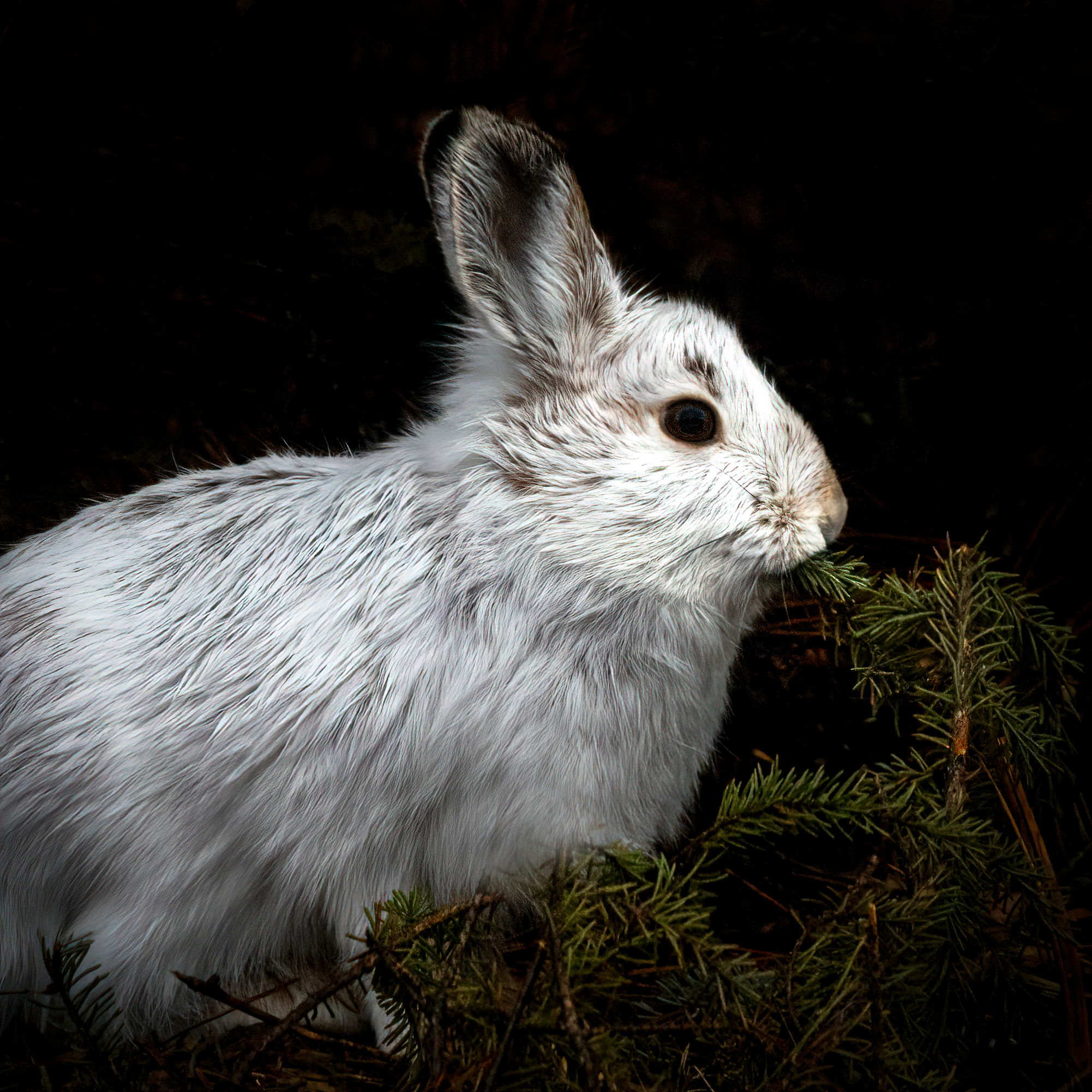 Snowshoe Hare and Dinner 1