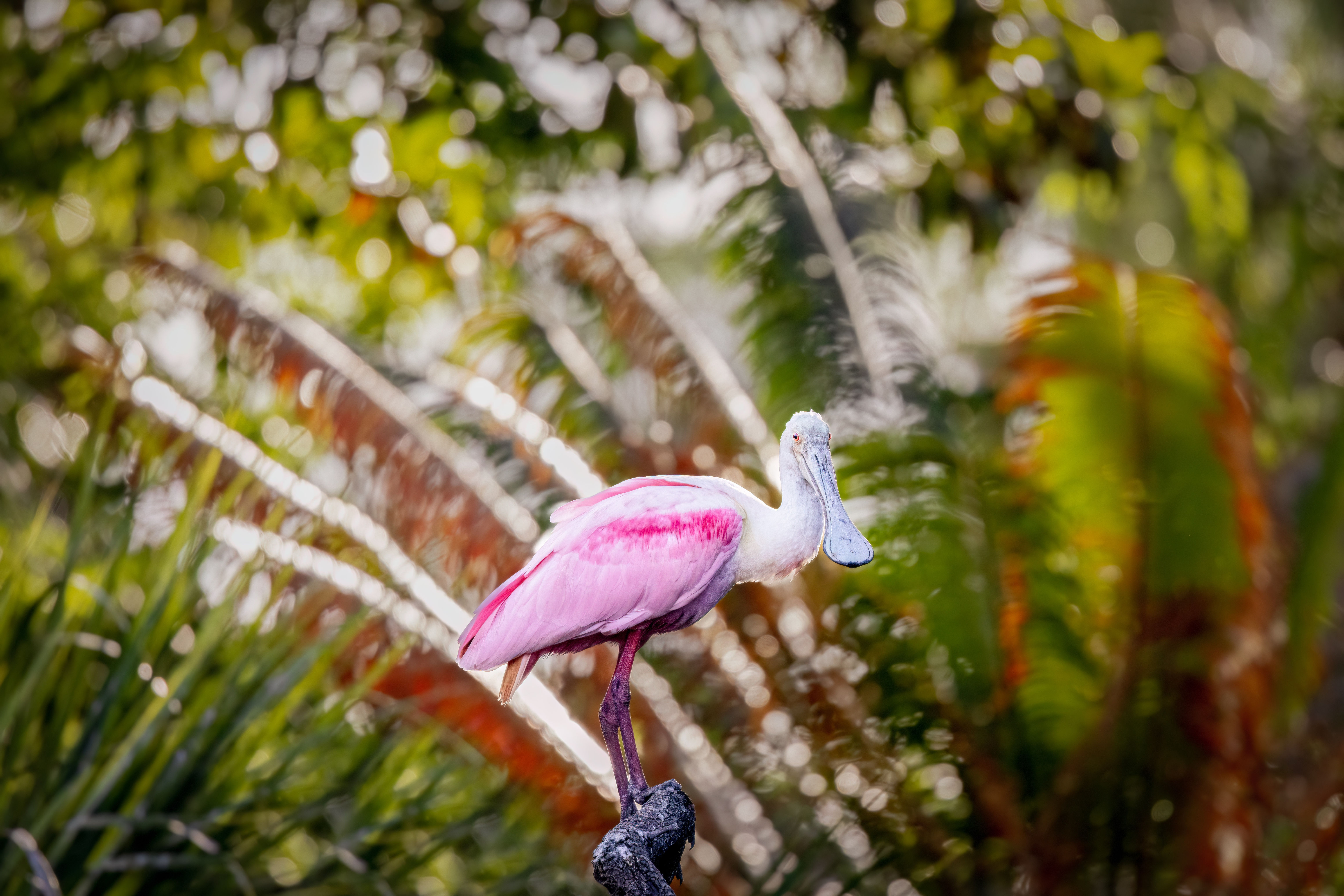 Palm Roseate - Landscape