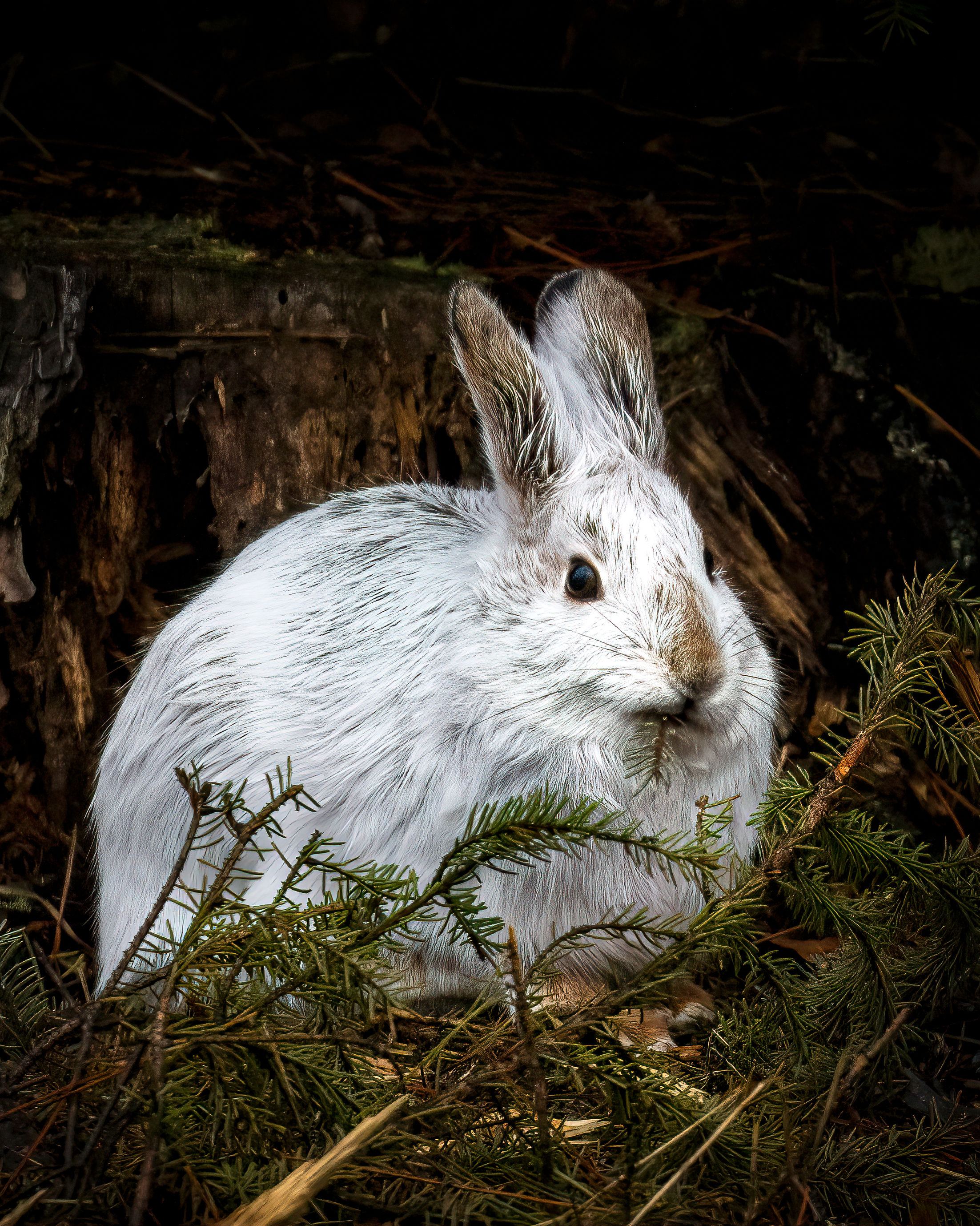 Snowshoe Hare and Dinner 2