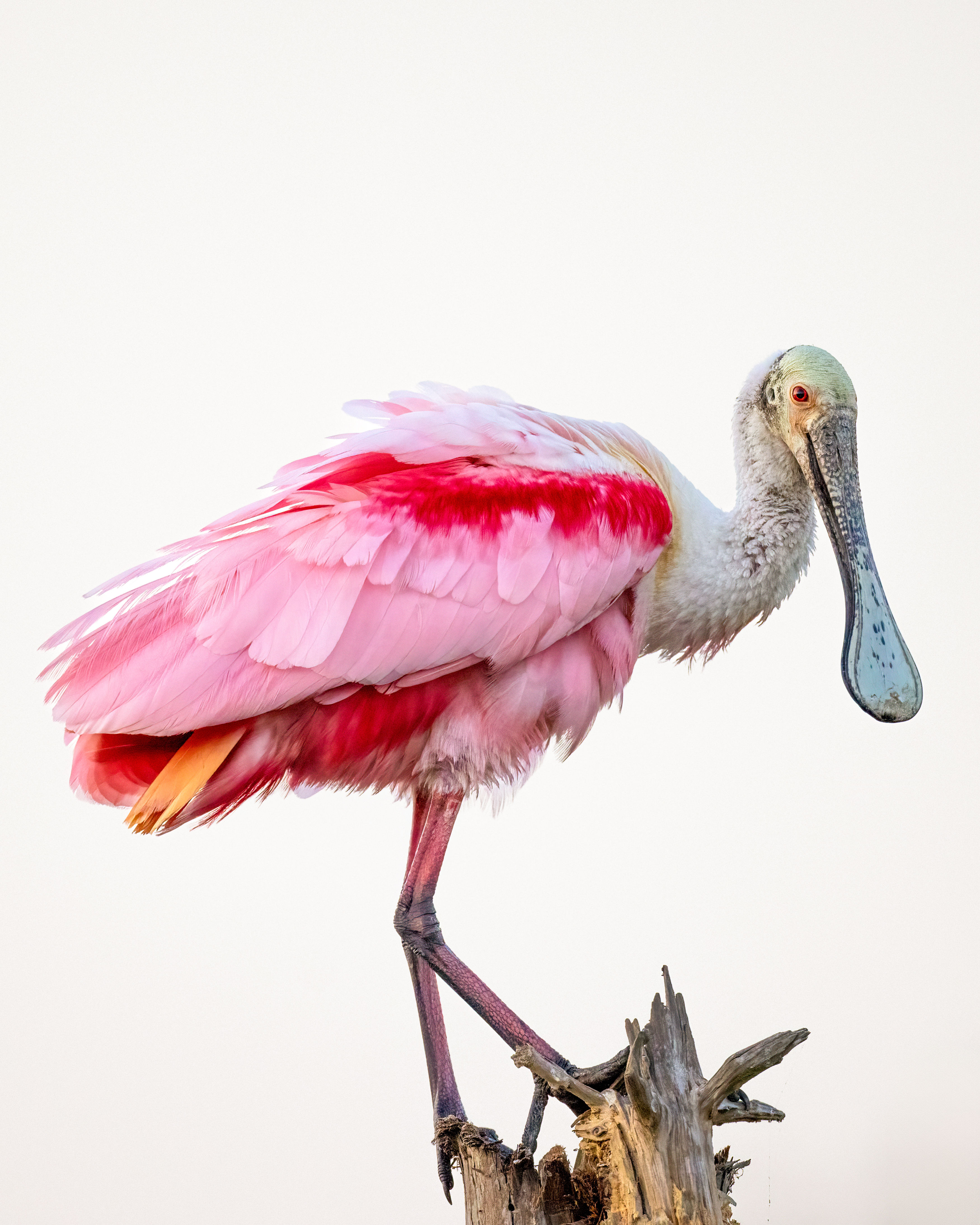 Orlando Wetlands Roseate 1