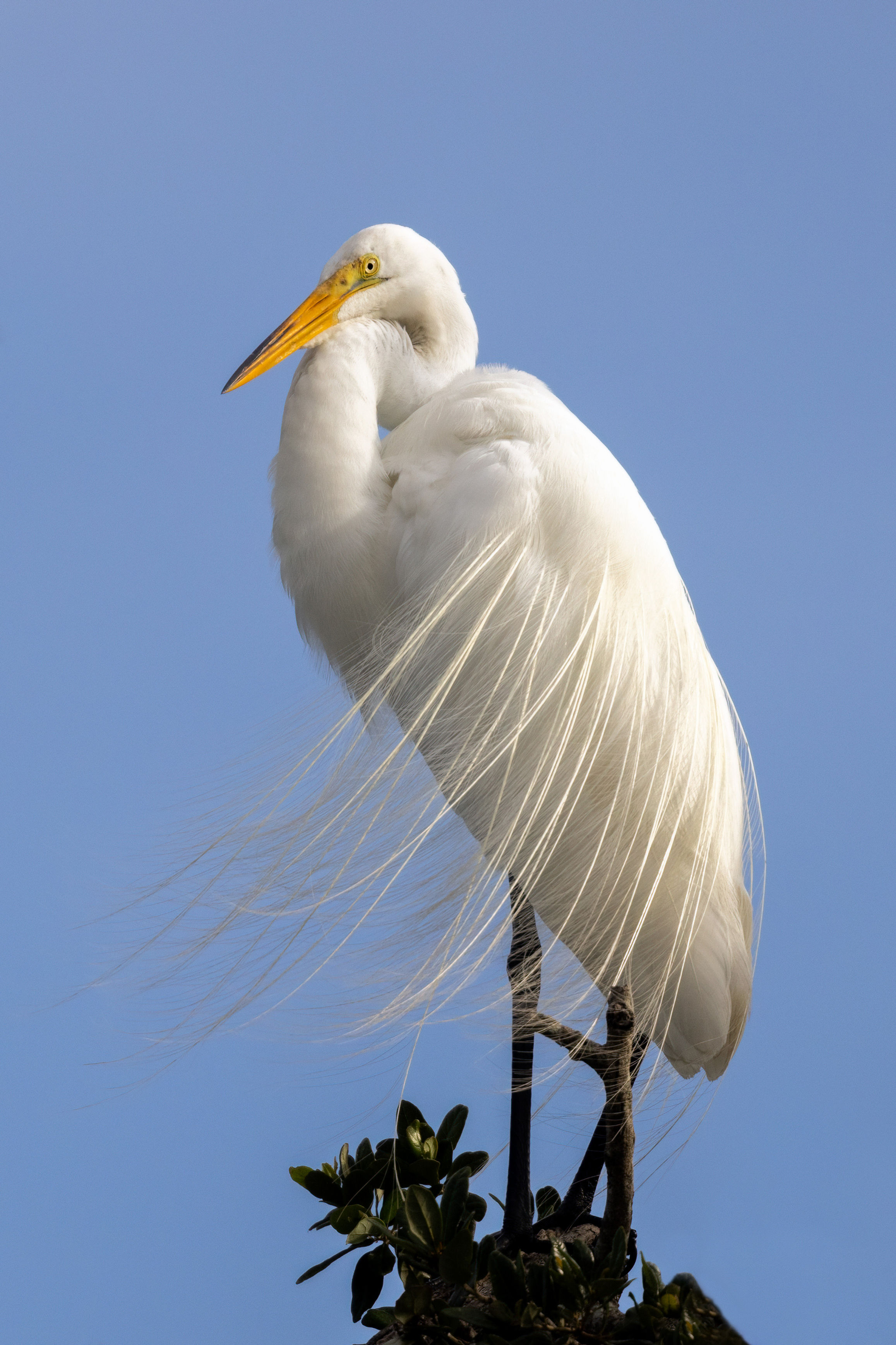 Wispy Great Egret