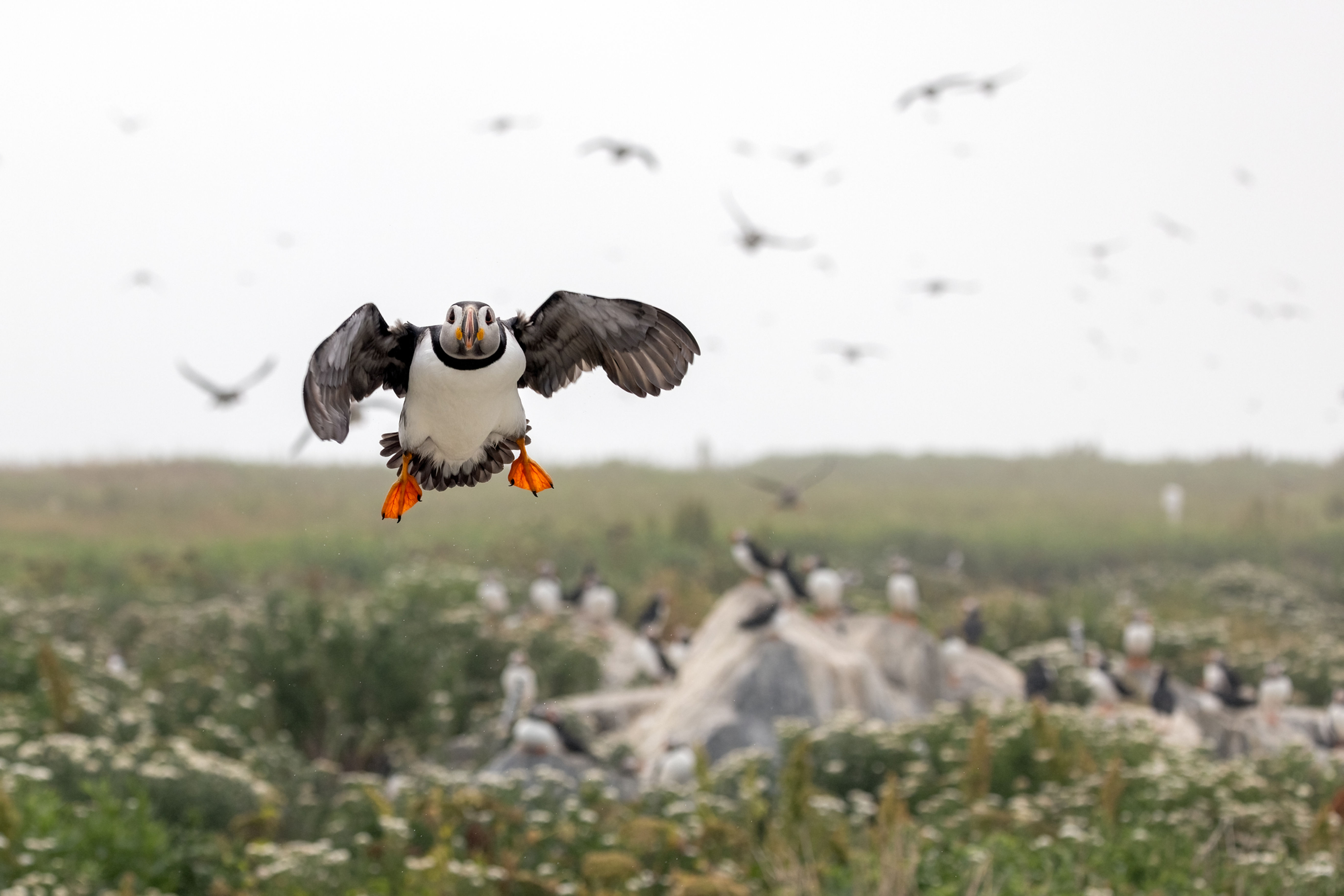 It's Puffin Madness!