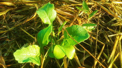 FORMACIÓN Y COACH ONLINE GRATUITO: PERMACULTURA - AGROECOLOGÍA - ETICA SOBRE MEDIO AMBIENTE.