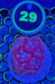 Blue Raven blastomussa merletti 