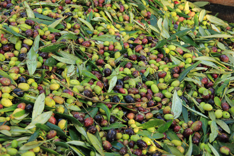 Harvested green and black olives and olive leaves