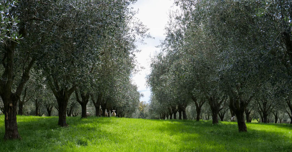 A sheep in amongst olive trees at Moutere Grove