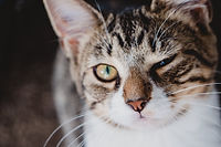 cat winking.jpeg