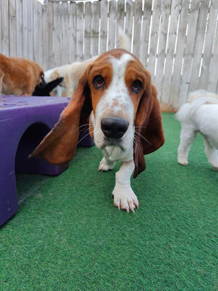 Basset Hound Pampered Pup'z