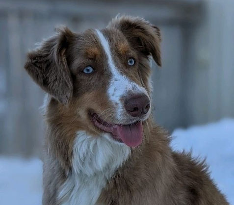 Boarding Dog Libertyville