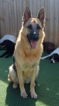 Spa Treatments for Dogs