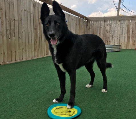 Dog Playing With Frisbee