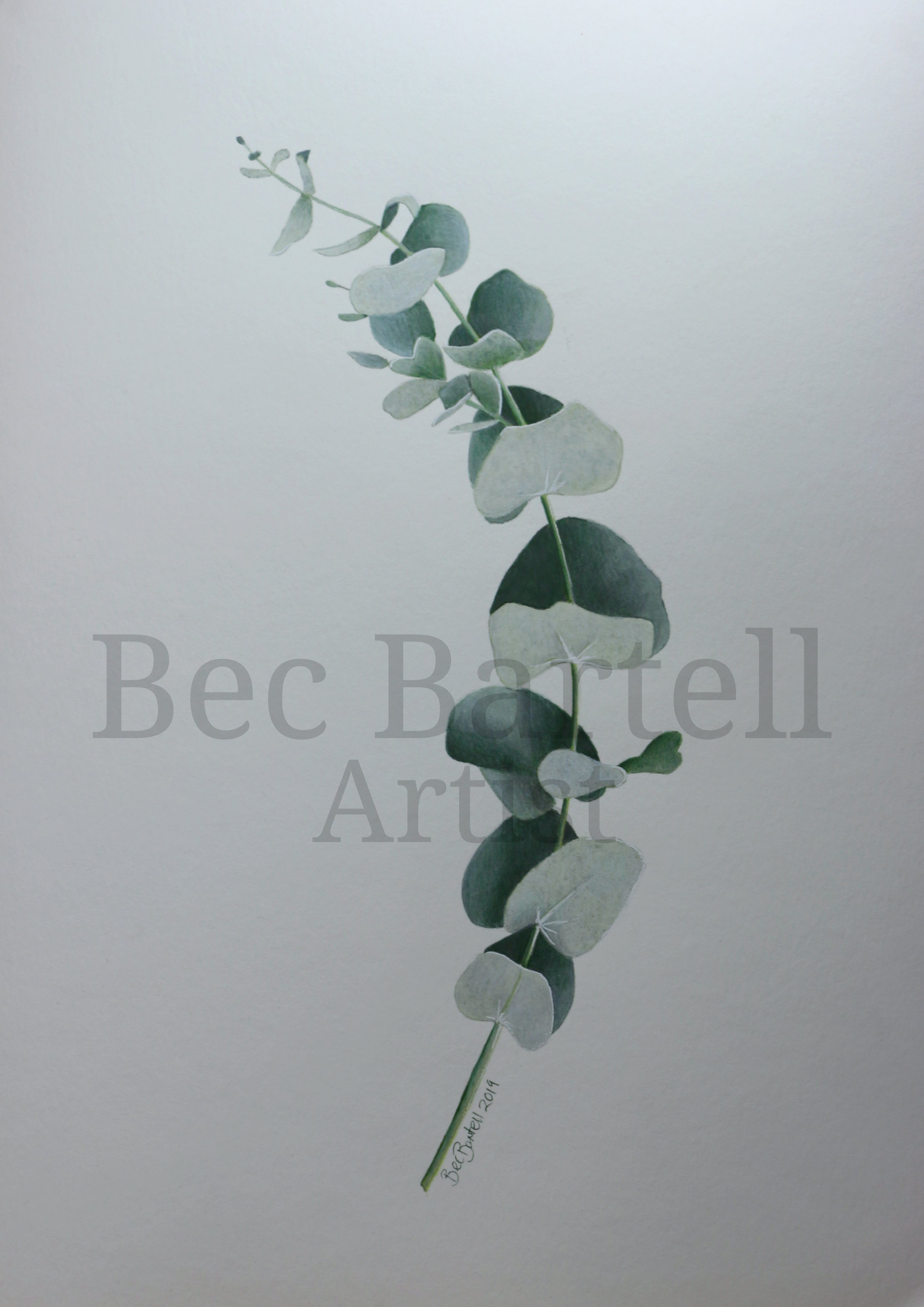 Eucalyptus Branch No2