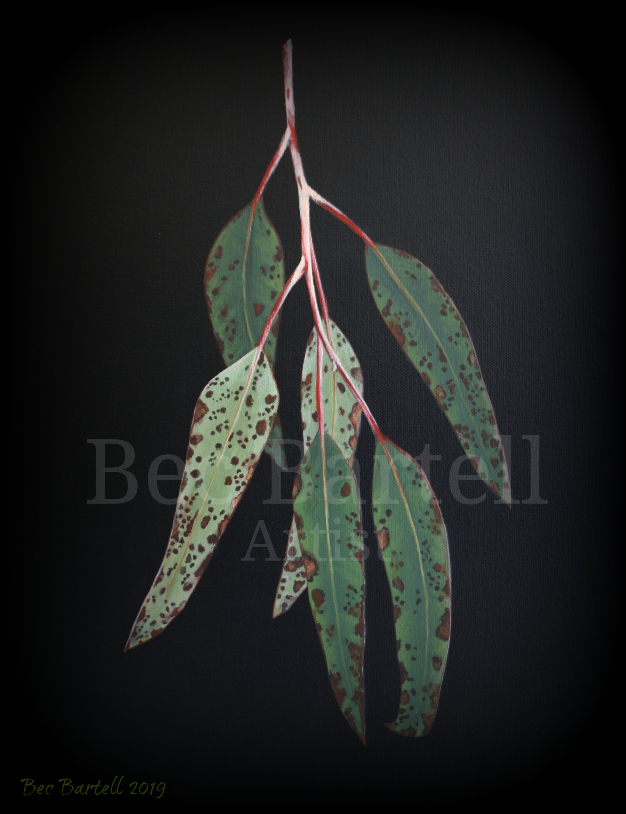 Gum Leaves 1
