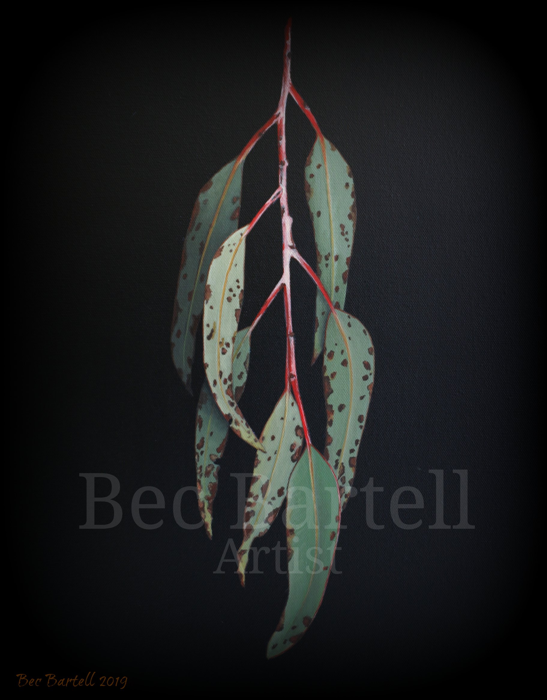 Gum Leaves 2