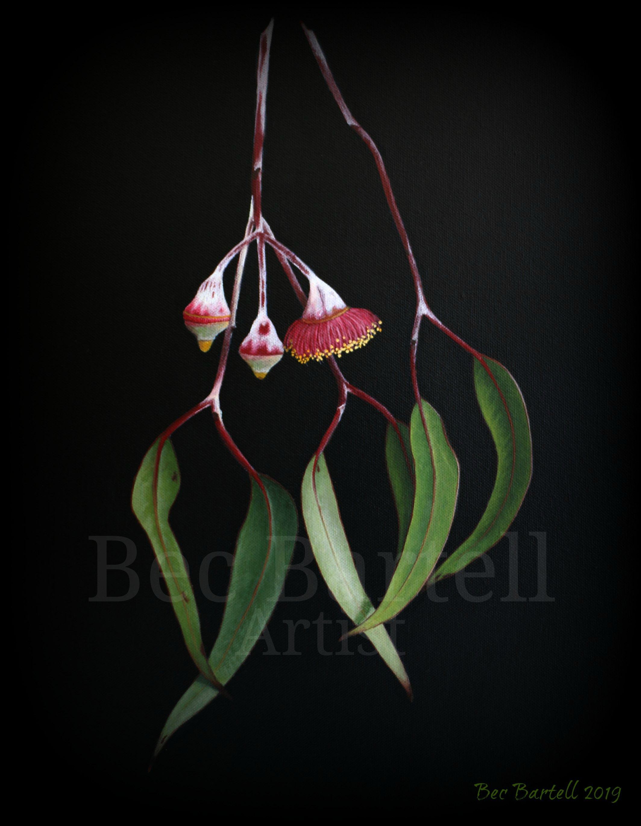 Gum Blossoms 1