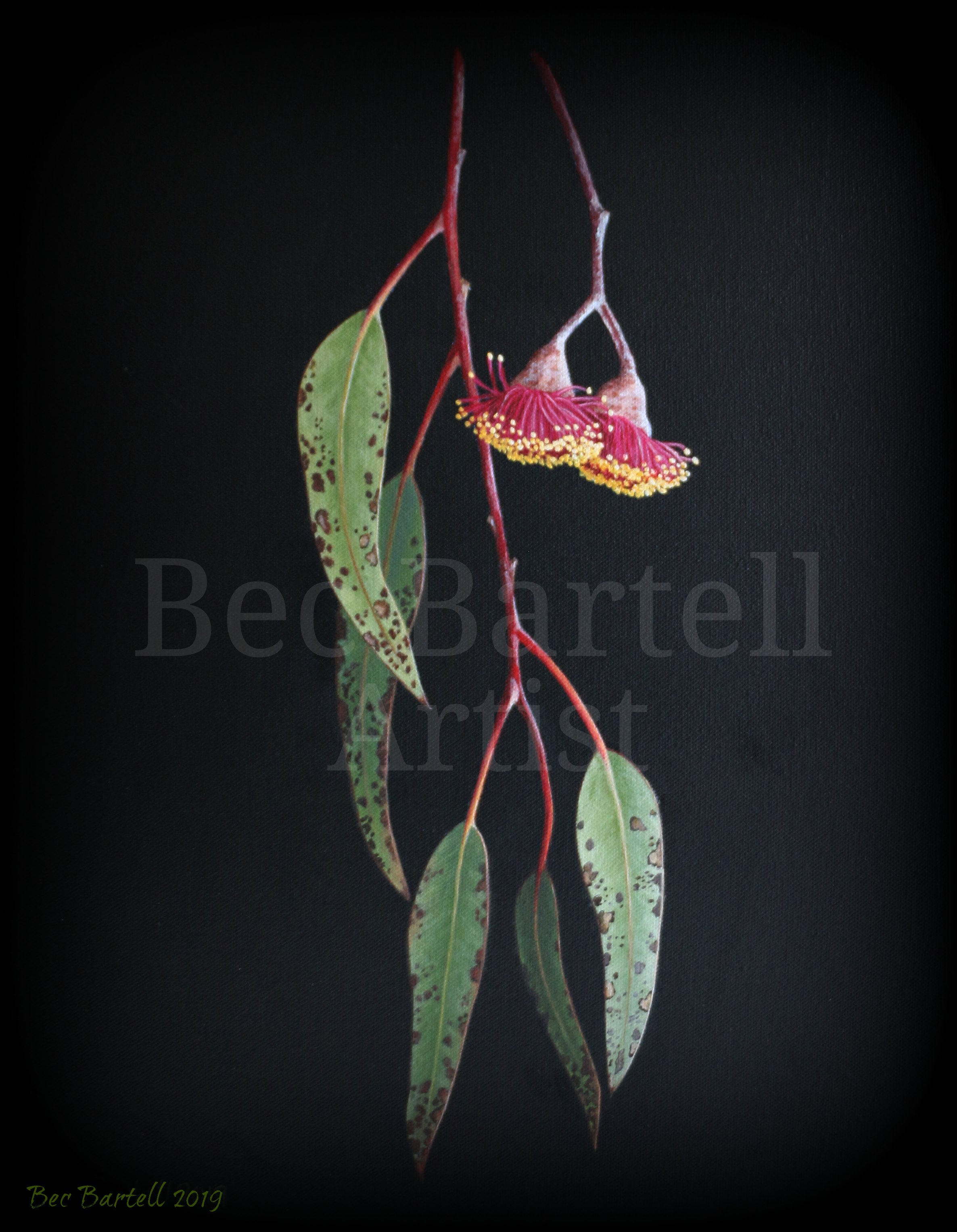 Gum Blossoms 2