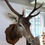 Thumbnail: Large Impressive Taxidermy Stag Head