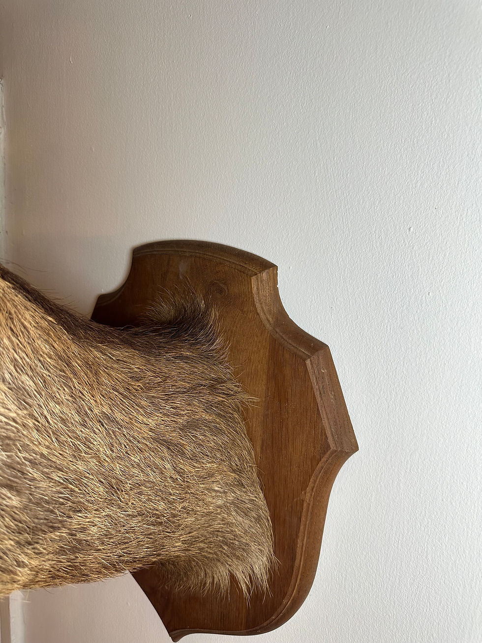 Thumbnail: Large Impressive Taxidermy Stag Head