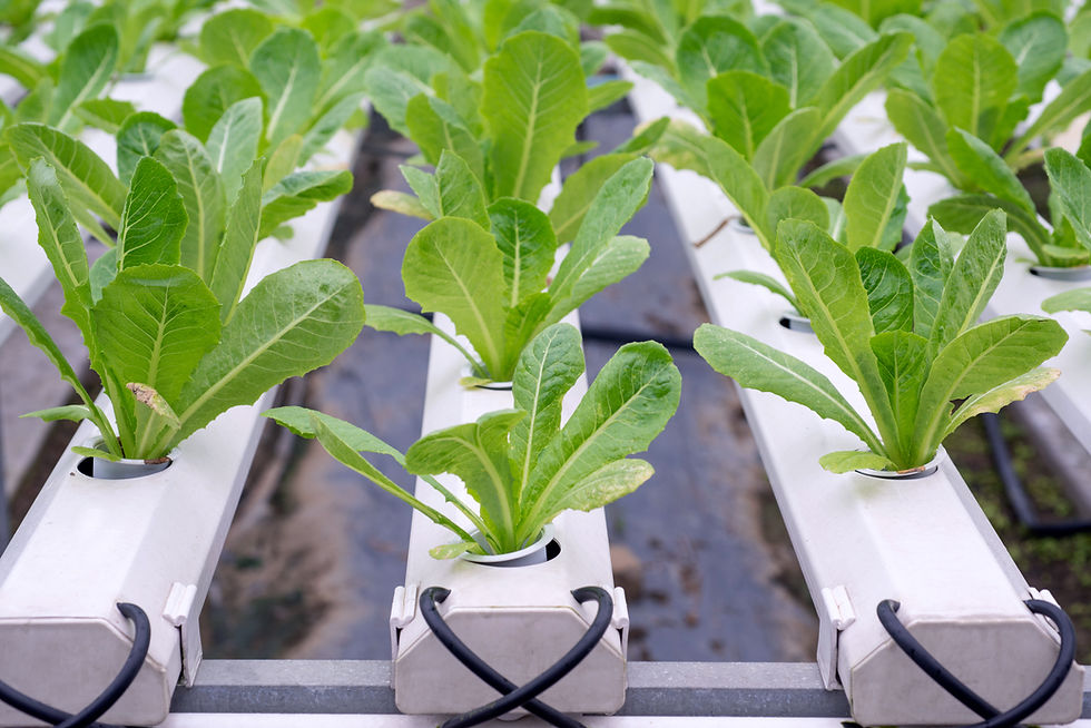 Thumbnail: GREEN VEGETABLE PRODUCTION UNIT TOTAL SOLAR 40 HC