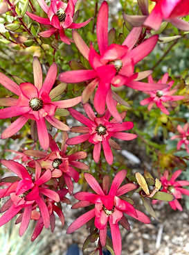 artistic photograph of exotic flowers