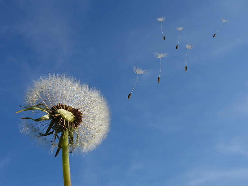 dandelion_1600x1200.jpg
