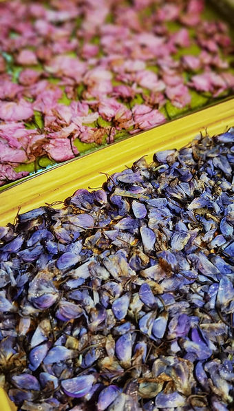 Dolce-gelatina con fiori di glicine, foto e ricetta di Francesca Pede, 2025