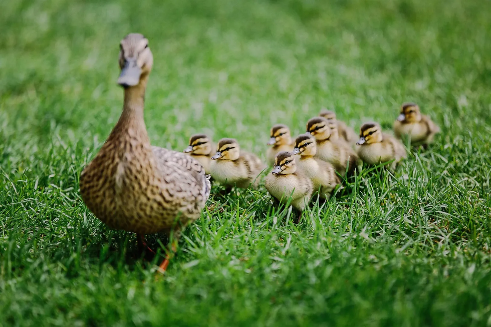 duck-and-babies