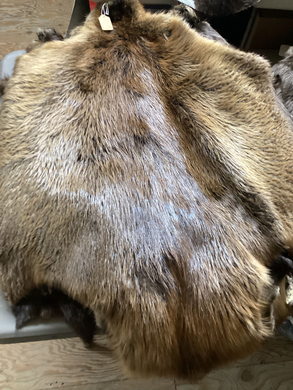 Miniature : Beaver Pelts Large, X Large, and Jumbo
