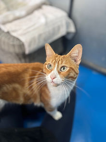 Lenny zoekt een ervaren kattenliefhebber met geduld als baasje die zijn taal begrijpt!