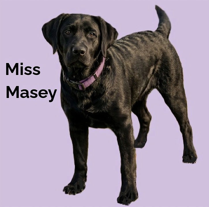 MissMaseyMay2026_edited.jpg