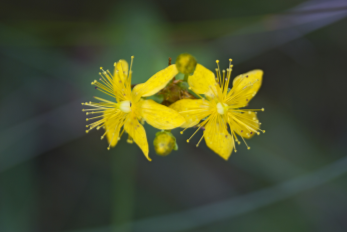Unter Phytotherapie (griech. phyton = Pflanze, therapeia = Pflege) oder Pflanzenheilkunde versteht man die Behandlung und Vorbeugung von Krankheiten durch Pflanzen, Pflanzenteile und deren Zubereitungen.