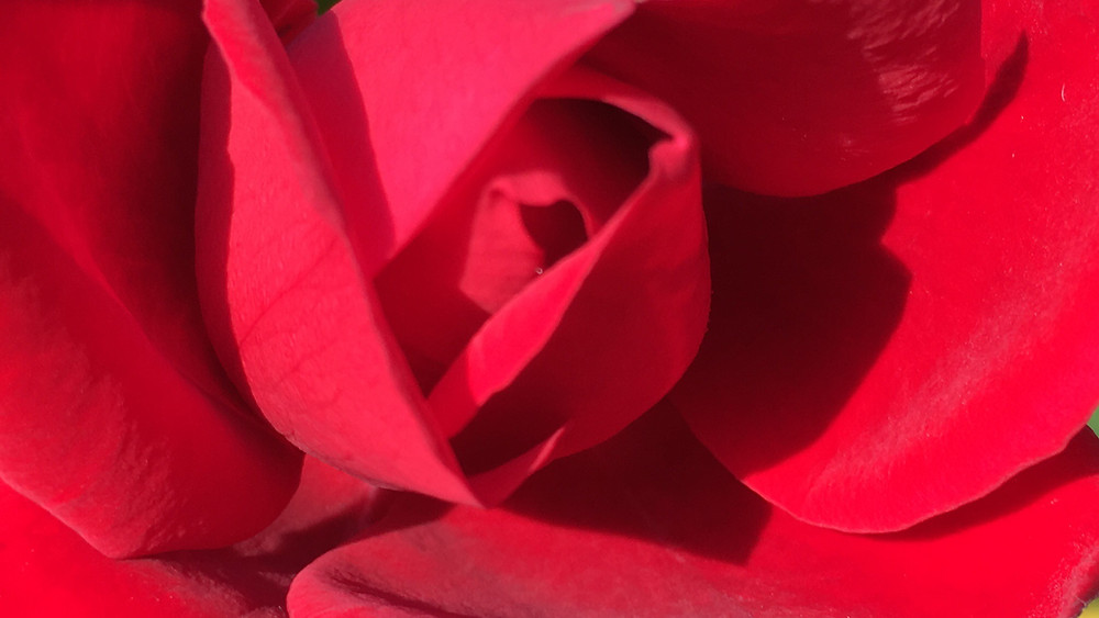 Aromatherapie und Pflanzen
