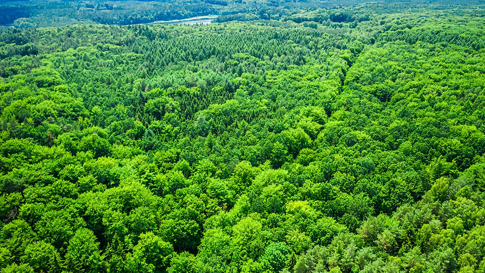 forest1.jpg
