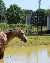 IMG_0238bis (Kopie).jpg