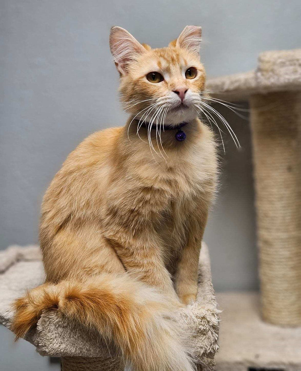 cat2