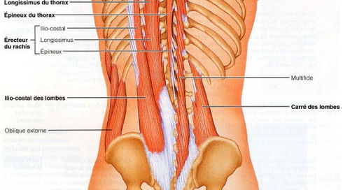 Les lombaires : l'un des muscles les plus important