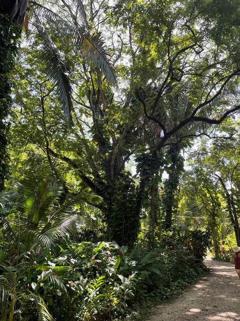 Jungle walk across the street