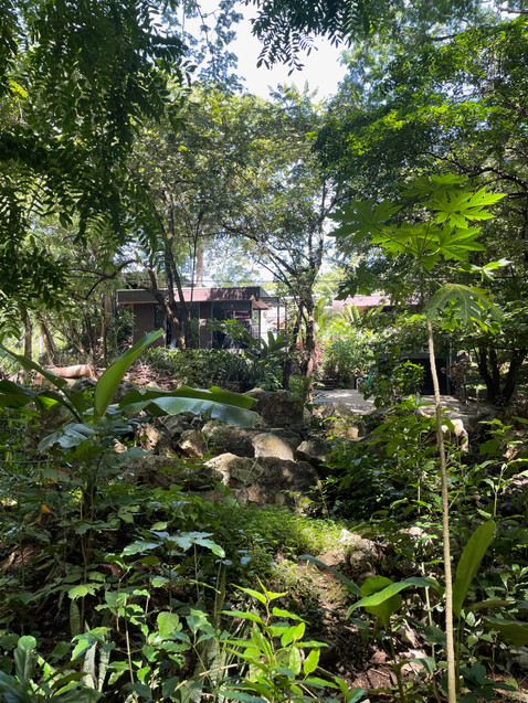 white palms nosara Yoga surf Bodhi Tree Guilded iguana paddle board boutique hotel yoga retreat surf retreat SUP surfing