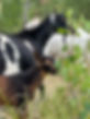 IMG_0062.jpeg