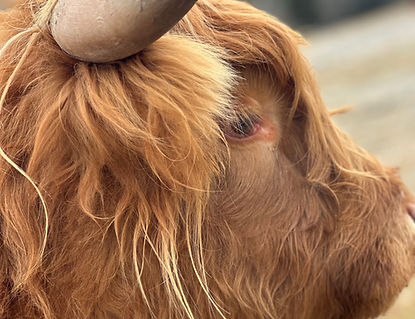 highland heifer