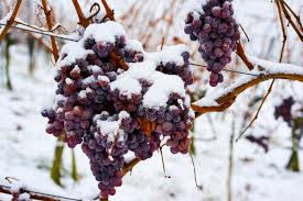 Buz Şarabı (Ice Wine) Nedir? Soğuk İklimlerin En Tatlı Sırrı