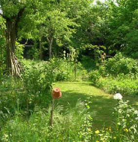 Créez votre jardin sauvage !