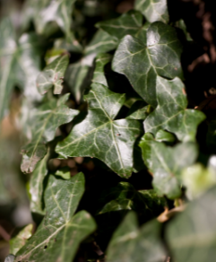 Le lierre, utile pour la biodiversité.