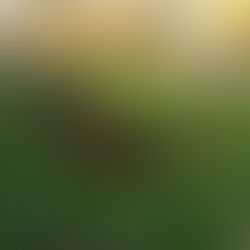 Changement de lieu pour le Jardin participatif