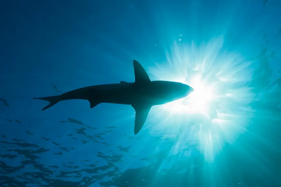 Silhouette of a shark swimming underwater, backlit by bright sunlight. The water appears deep blue, creating a dramatic, serene scene.