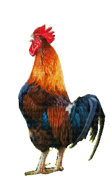 rooster.gif