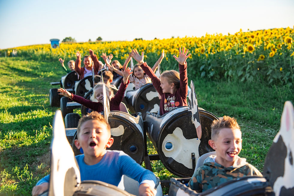 Cow Train**