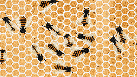 LiveHive.gif